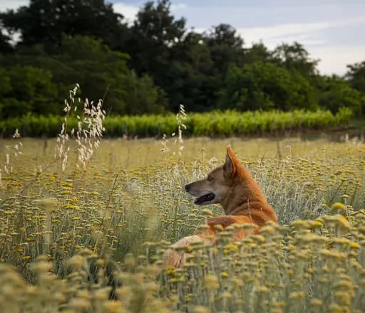 Zašto pas jede travu? 6 razloga i kada kod veterinara