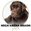 Hrana za braon pse: N&D Brown + Skin&Fur